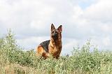 BERGER ALLEMAND 277